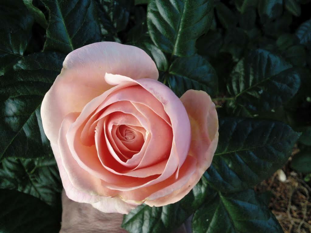 Agriturismo La Fonte Di San Girio Guest House โปเตนซา ปิเชนา ภายนอก รูปภาพ